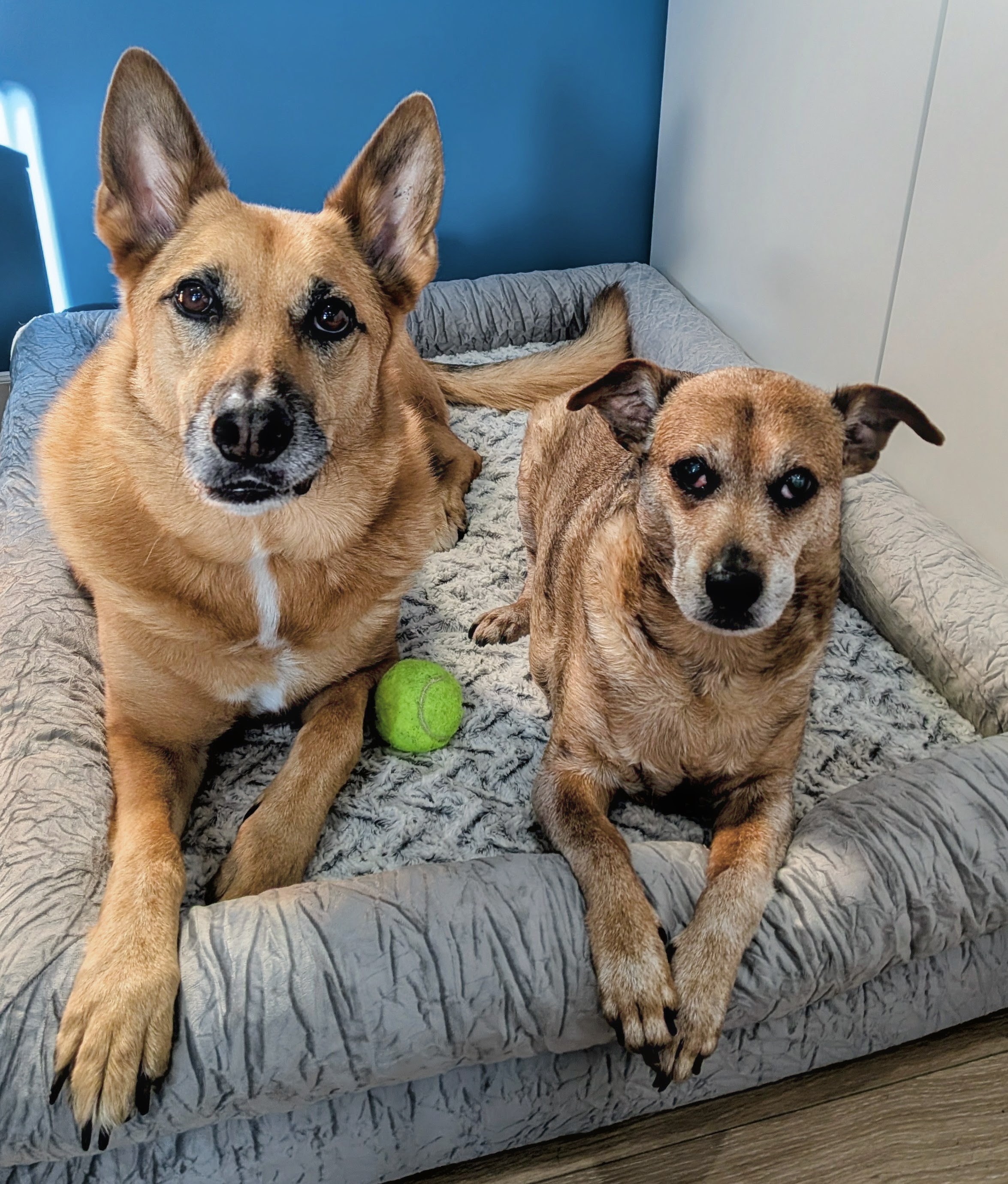 Tyler's two dogs on their bed